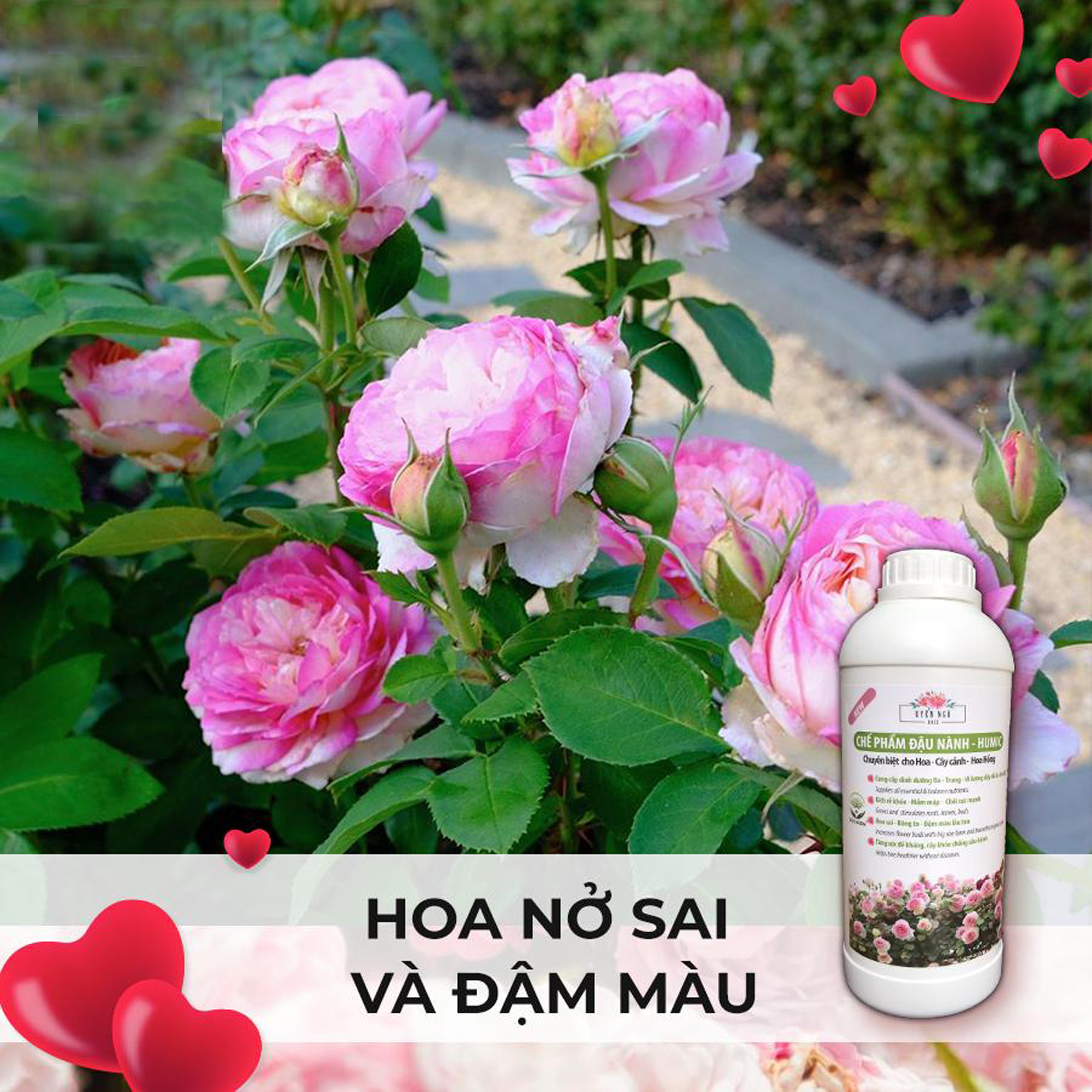 CHẾ PHẨM ĐẬU NÀNH HUMIC