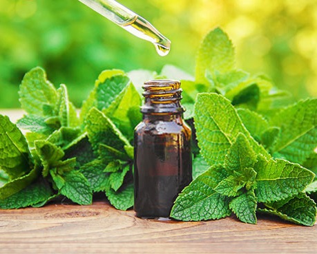 Tinh dầu Bạc Hà nguyên chất từ thiên nhiên, Thơm Phòng, Khử Mùi, Kháng Khuẩn, Đuổi Muỗi, Đuổi Chuột - KingOil