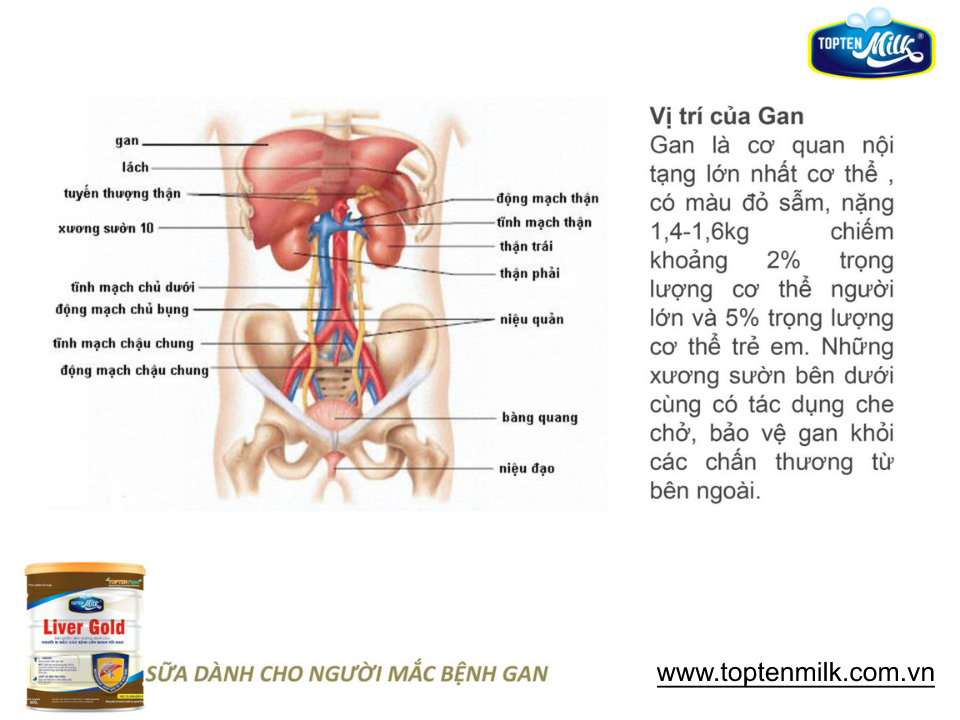 Sữa dinh dưỡng cho gan ,mát gan giải độc liver gold 800g topten milk