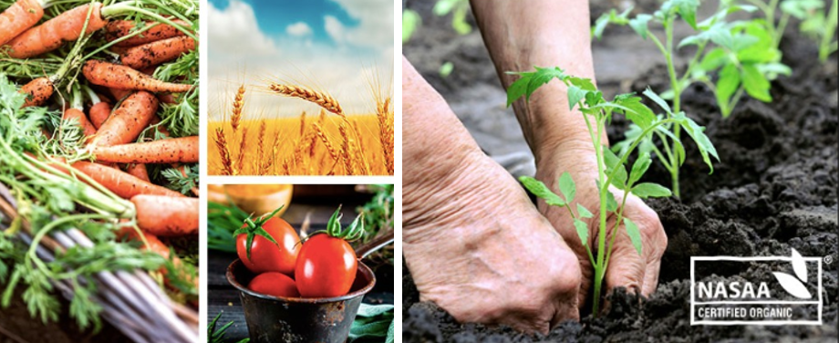 Cháo Ăn Dặm Bellamy's Organic Vị Xoài, Việt Quất Và Táo Hữu Cơ