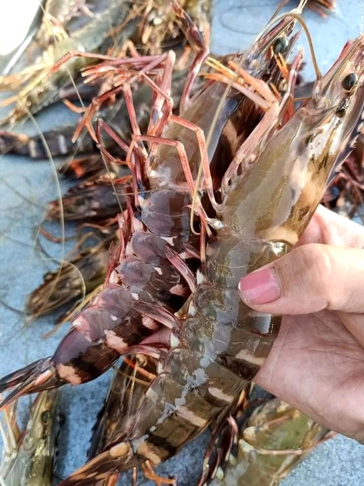TÔM SÚ TỰ NHIÊN GIAO THỦY [Nuôi quảng canh] - [30-31 con/kg]