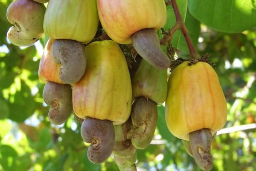 Hạt điều tách vỏ đã sấy giòn, nguyên hạt Bình Phước thơm ngon loại 1 MộcLan HEALTHY FOODS - 250G, 500G