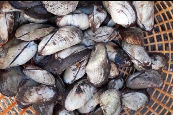 Sò Dẹo Tươi Sống