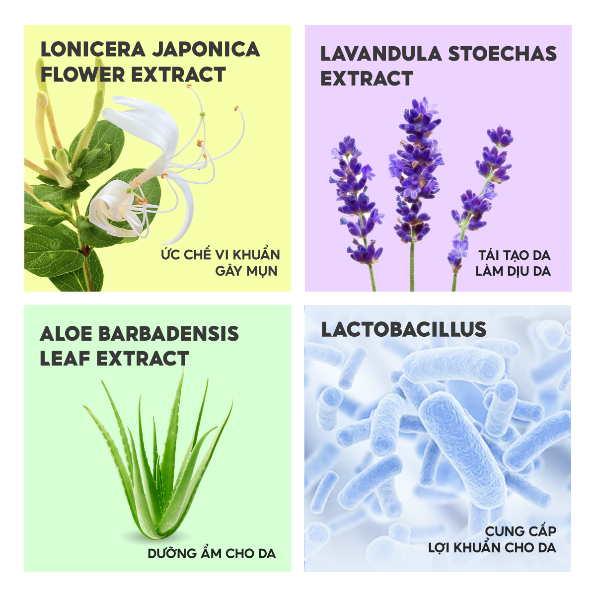 Gel rửa mặt Lalalmos chứa các thành phần tự nhiên như chiết xuất hoa kim ngân, hoa oải hương, lô hội và lợi khuẩn Lactobacillus giúp ức chế vi khuẩn gây mụn, làm dịu da, dưỡng ẩm và cân bằng độ pH cho làn da khỏe mạnh.  #suaruamat #lalamos #kimnganhoa