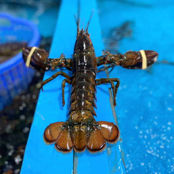 Combo 3 con tôm hùm Alaska Sống Size 500g