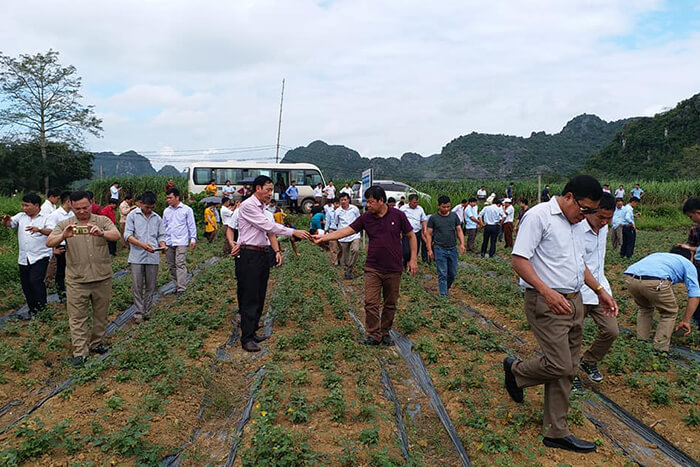 cao cà gai leo yên thủy - giải độc, mát gan 100g 13