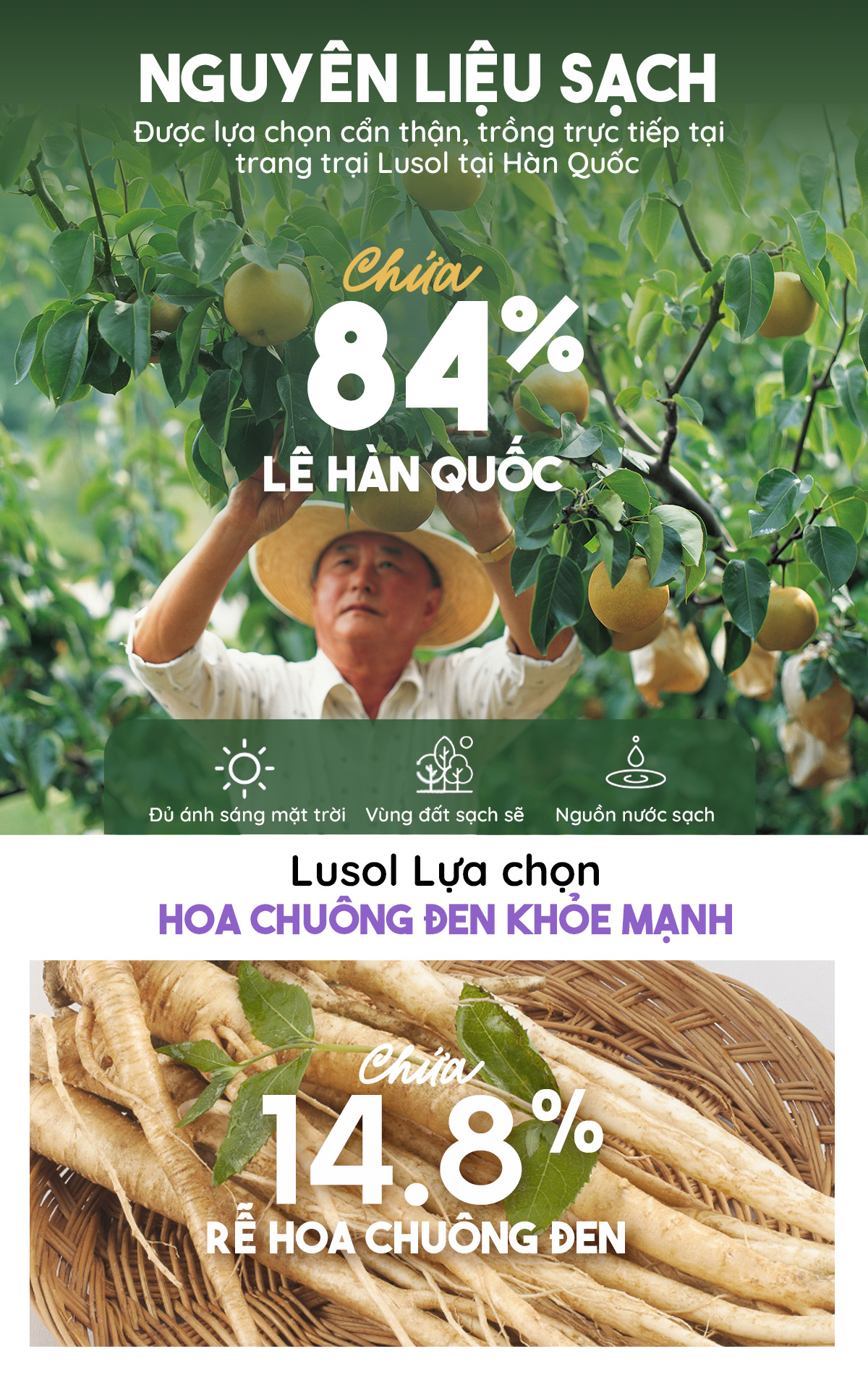 Combo 20 gói nước ép lê và rễ hoa chuông đen nguyên chất Lusol cho bé từ 6 tháng tuổi - ALADDINVINA