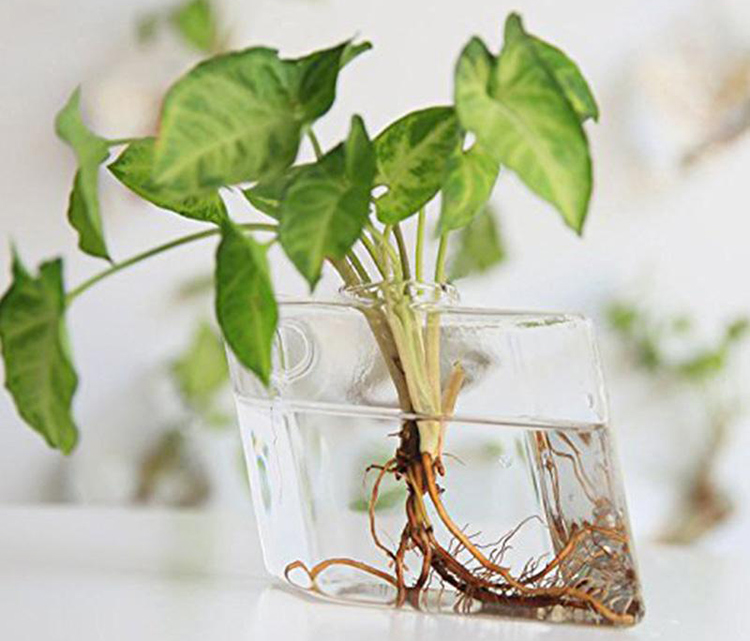 Creative Wall-Hanging Glass Vase for Hydroponic Plants Home Office Decoration Gift