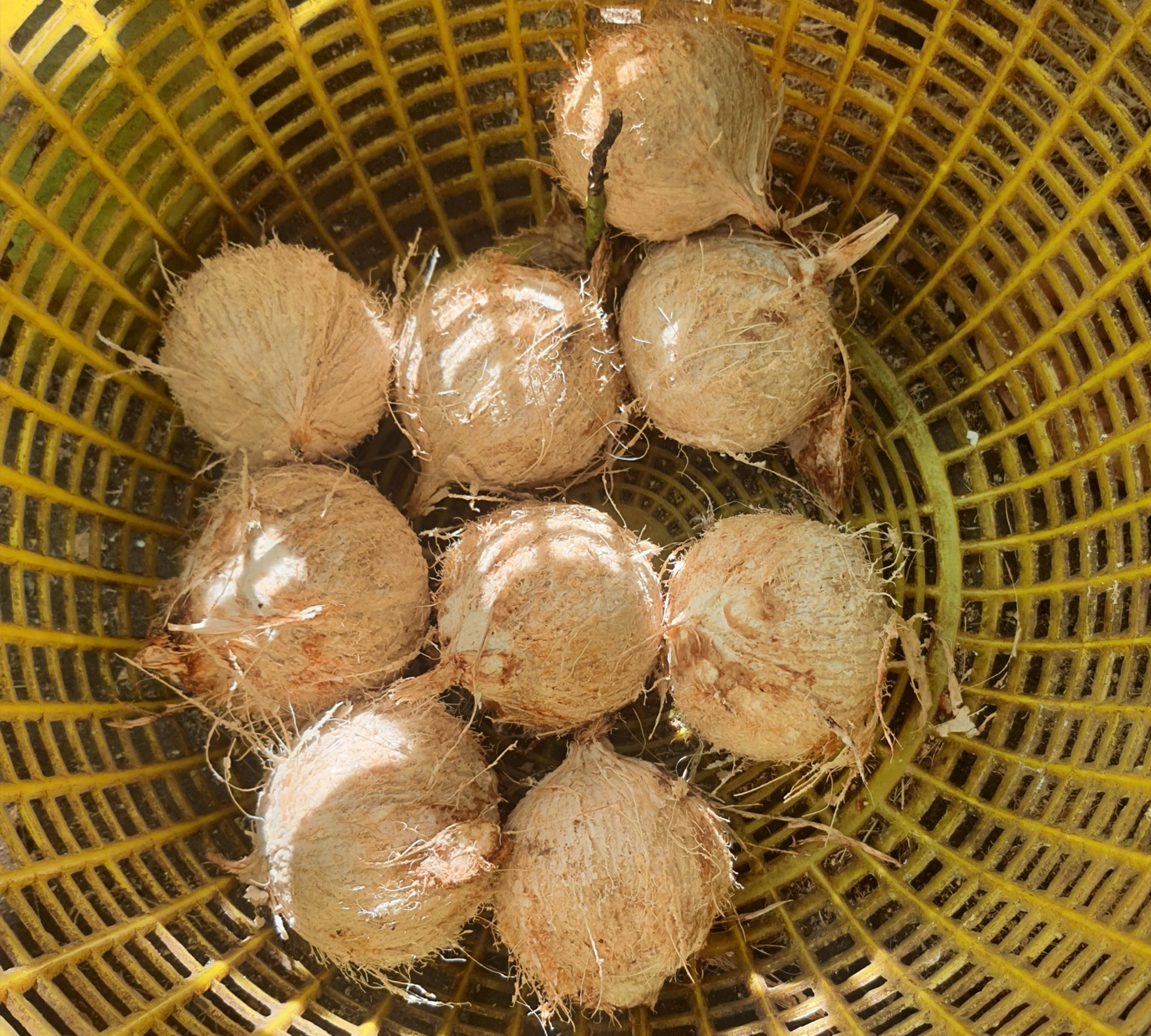 Combo 10 trái dừa xiêm gọt trọc mini