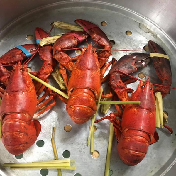 Combo 3 con tôm hùm Alaska Sống Size 500g