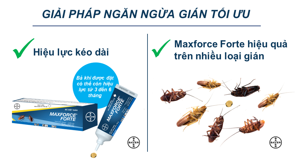 Bả Diệt Gián Bayer Maxforce Forte (20g)