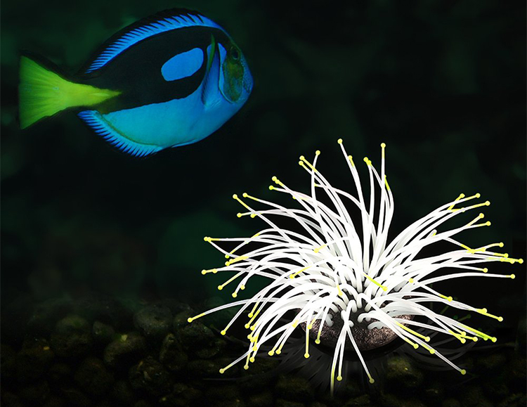 Artificial Silicone Sea Anemone with Glowing Effect for Fish Tank Aquarium Ornament Decoration