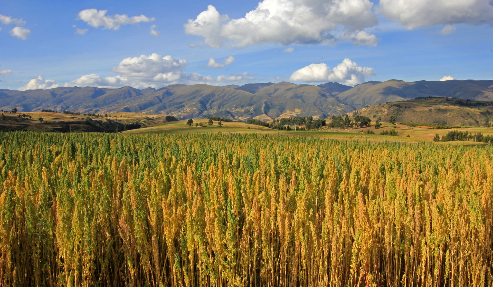 Cánh đồng Quinoa (Diêm Mạch) đang vào mùa thu hoạch dưới chân dãy Andes (Peru)