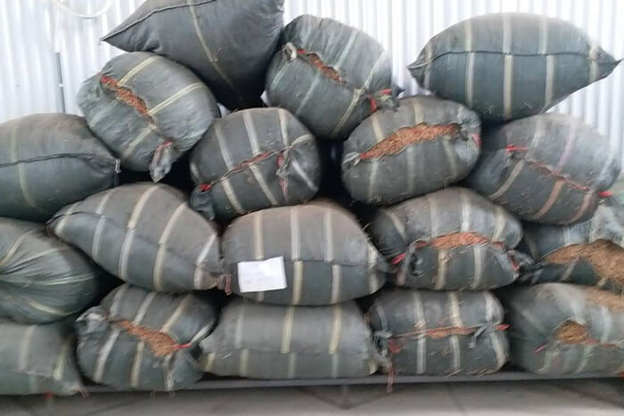 Từ cây cà gai leo đem chiết xuất cao cà gai leo (Ảnh 1))