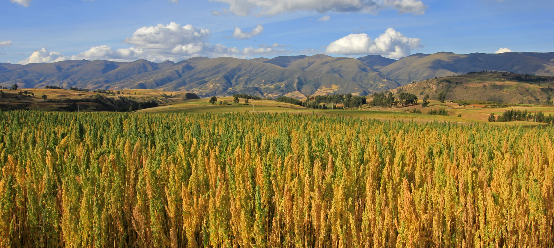 Cánh đồng Quinoa (Diêm Mạch) đang vào mùa thu hoạch dưới chân dãy Andes (Peru)