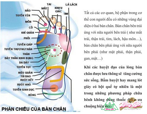 Lót giày vải lưới Hương Quế, quế thật, quế thơm, tốt cho sức khỏe