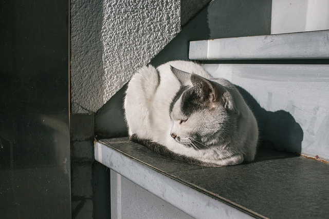 Canon 700D + Lens 18-55 STM (Lê Bảo Minh)