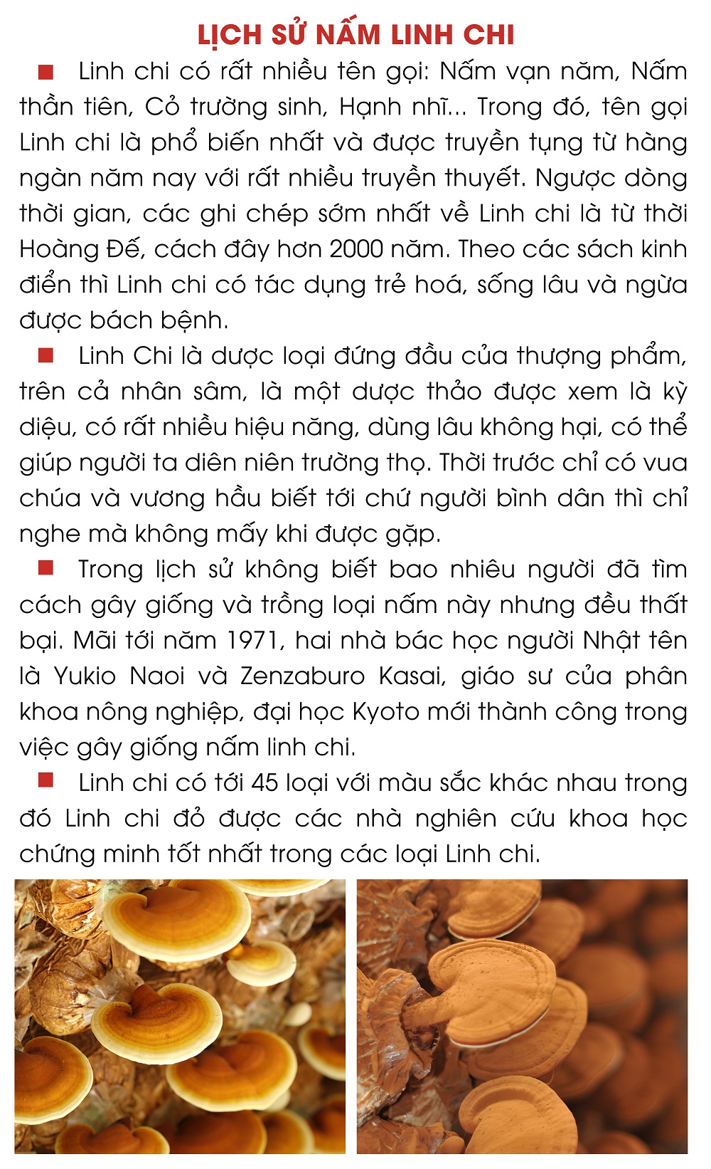Nấm Xích Linh Chi Nhật thượng hạng - Cắt lát - Hộp 500g - Linh Chi Vina