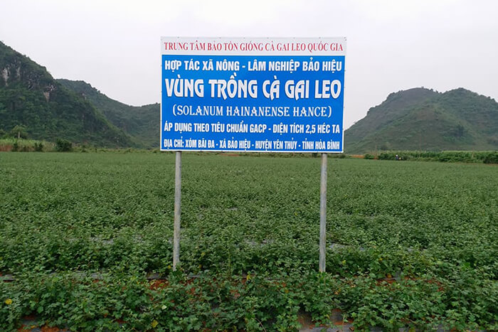 Vùng trồng cây cà gai leo Yên Thủy (Ảnh 2)