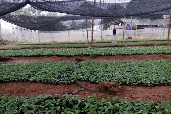 Vườn ươm con giống cây cà gai leo Yên Thủy (Ảnh 2)