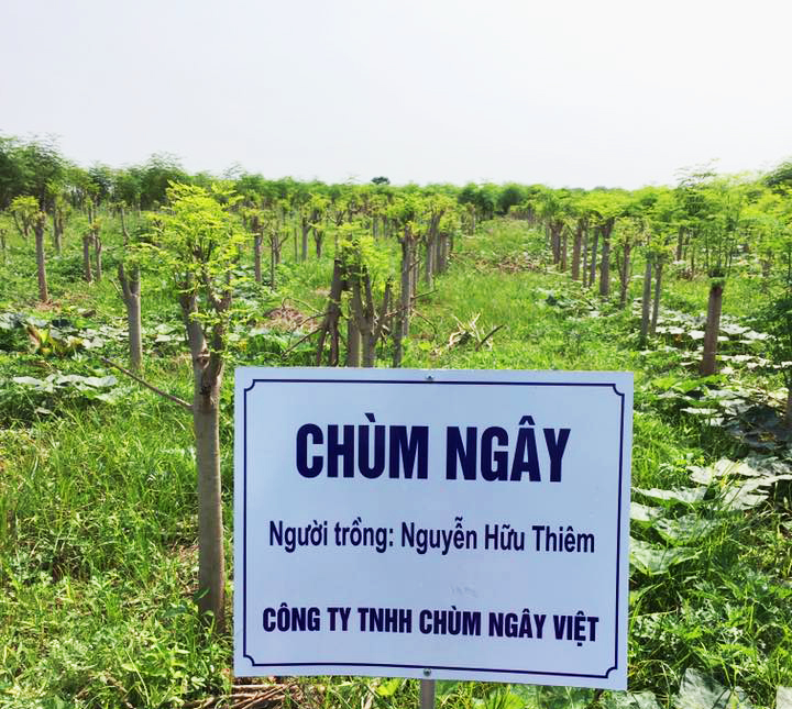 Thực phẩm chức năng Viên Rau Chùm Ngây Moris Hộp 120 Viên 1