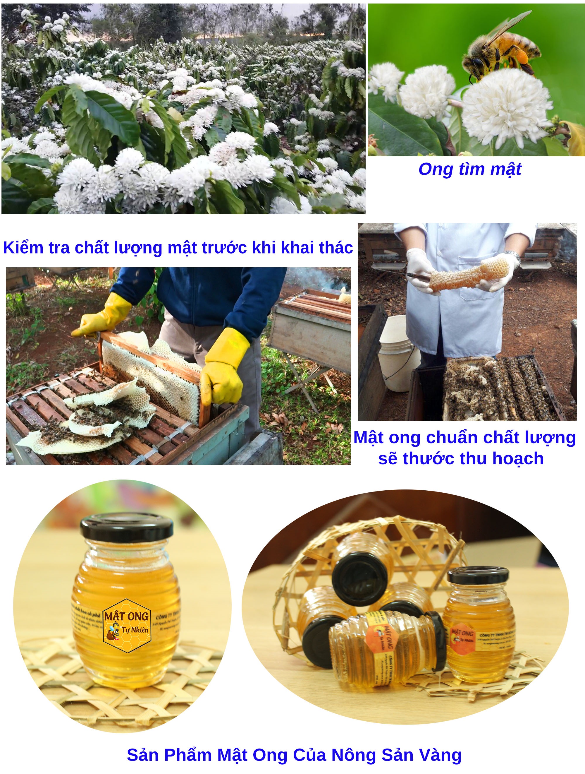 mật ong tự nhiên hoa cà phê 140g - nông sản vàng 2