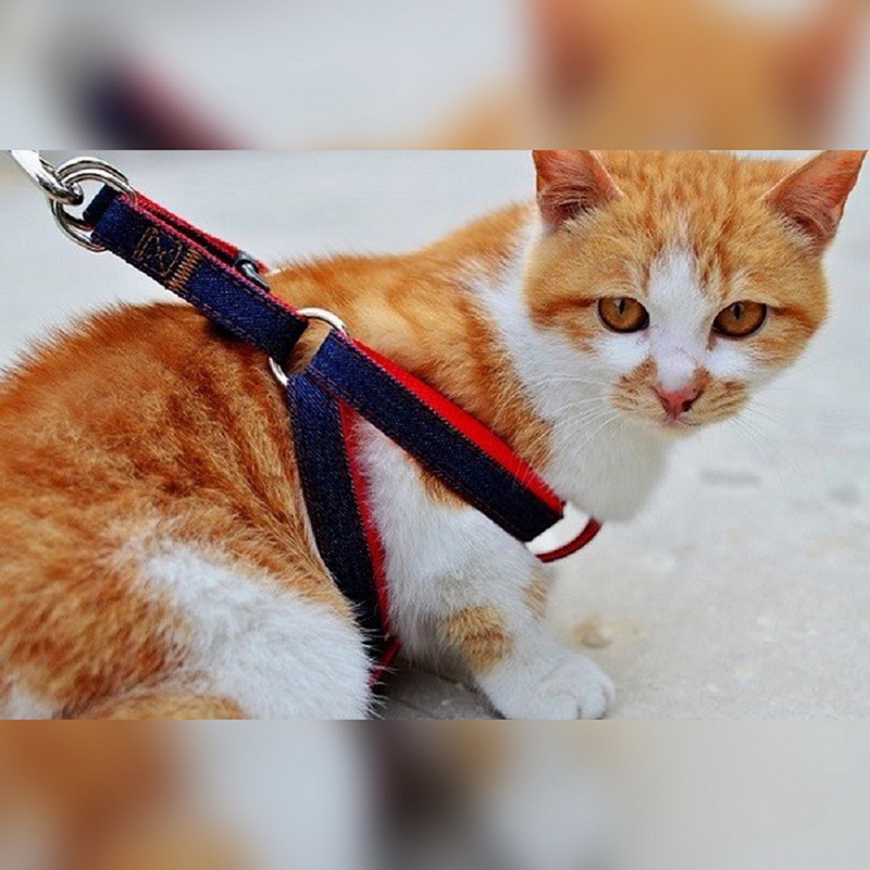 dây dắt mèo 