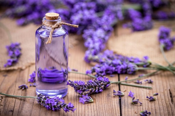 tinh dầu oải hương - lavender