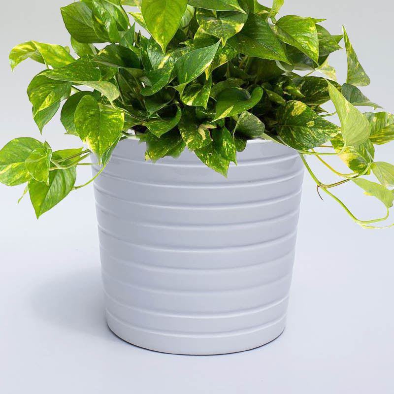 Chậu gốm trồng cây thủy sinh