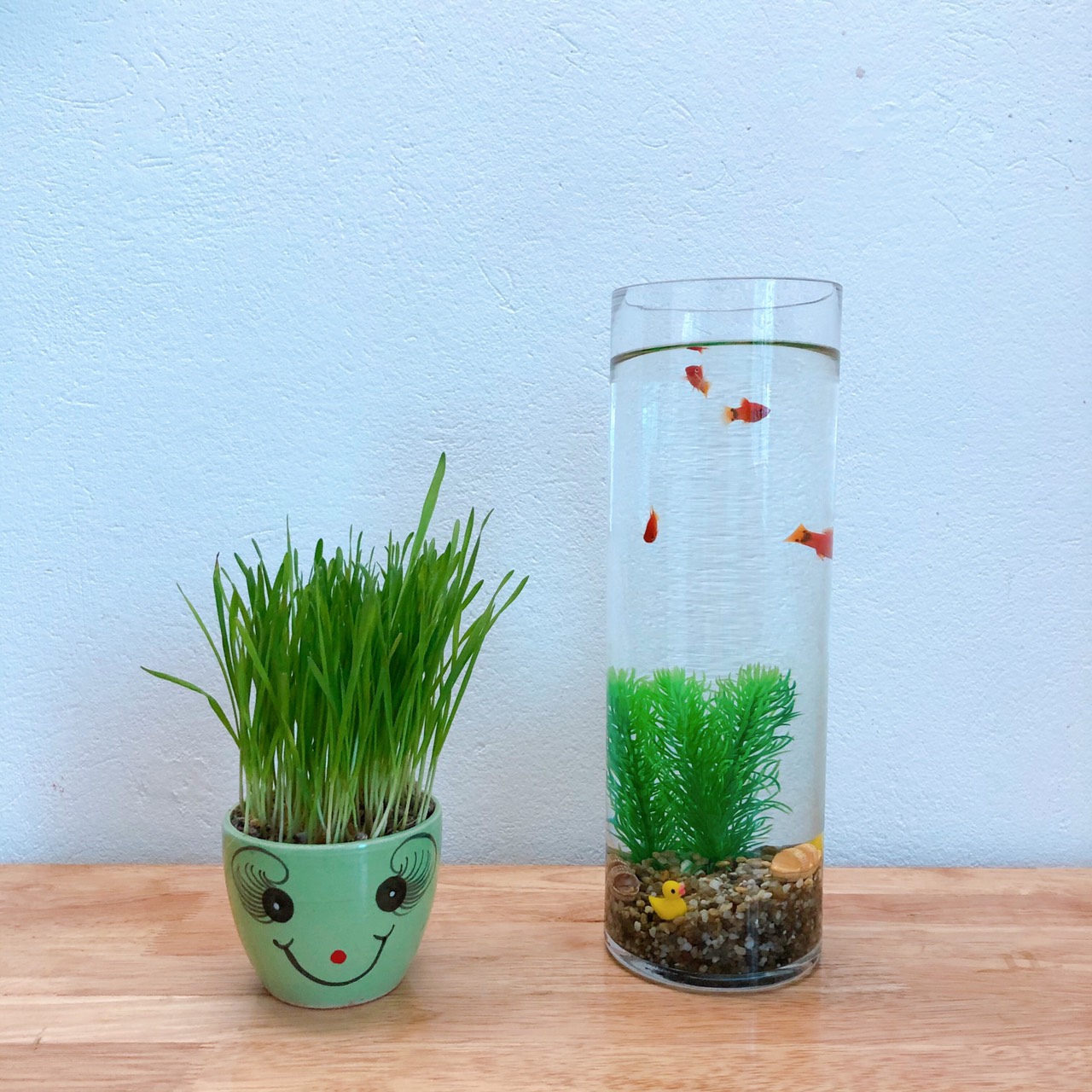 bể cá thủy tinh để bàn