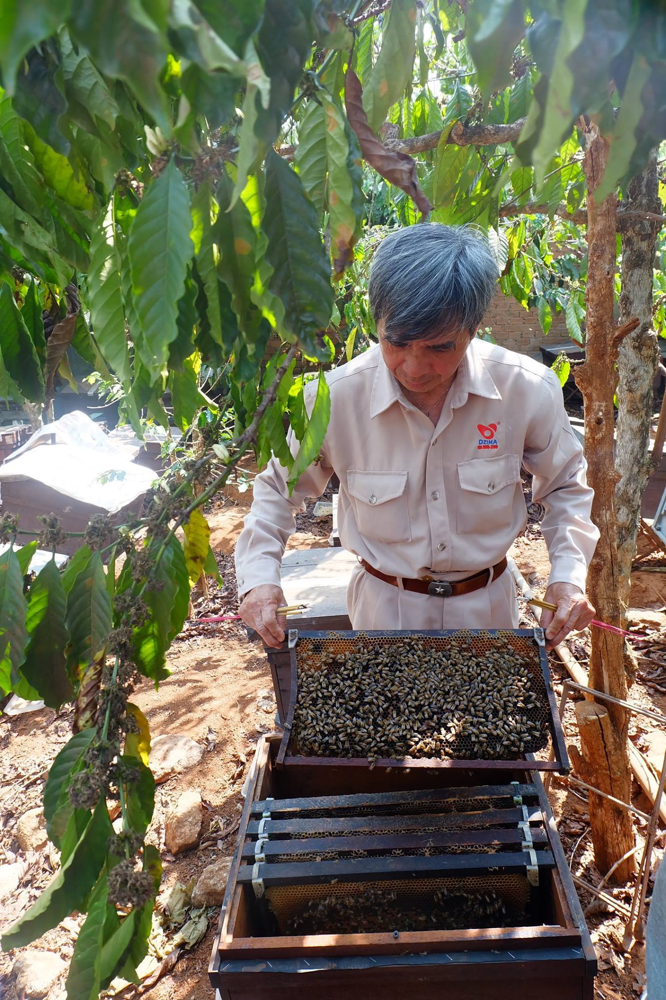 thực phẩm chức năng mật ong bonie bee highland (hoa cà phê) 380gr 3