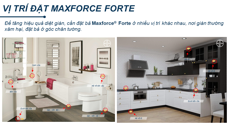 Bả Diệt Gián Bayer Maxforce Forte (20g)
