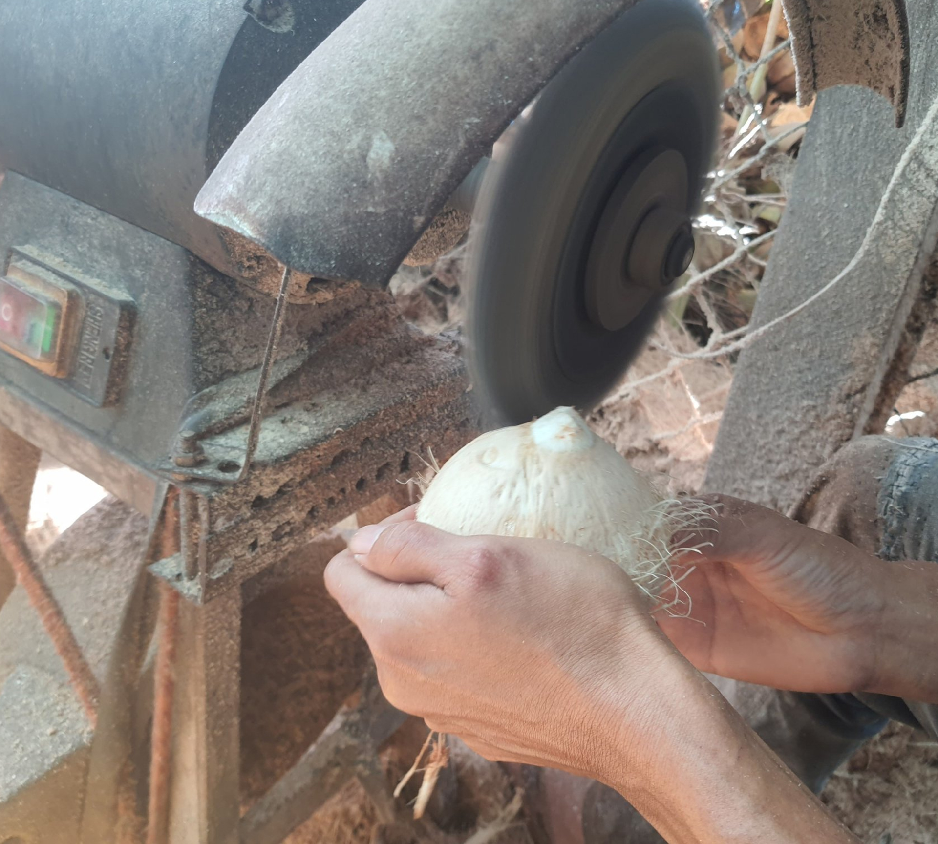 Combo 10 trái dừa xiêm gọt trọc mini