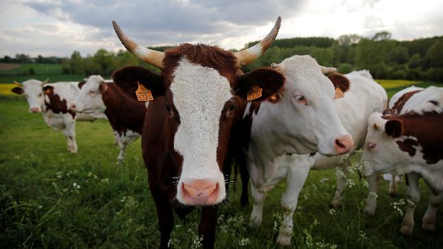 Sữa bò non 9% Goodhealth 9% Pure Colostrum Tăng sức đề kháng, hệ miễn dịch - Nhập khẩu New Zealand (20 x 3gr)