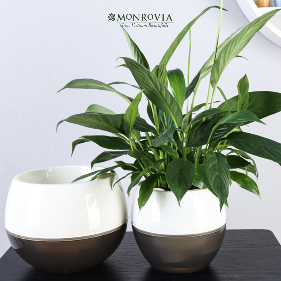 Chậu tự tưới MONROVIA I0 dành cho hoa, cây cảnh, trang trí nhà cửa, văn phòng