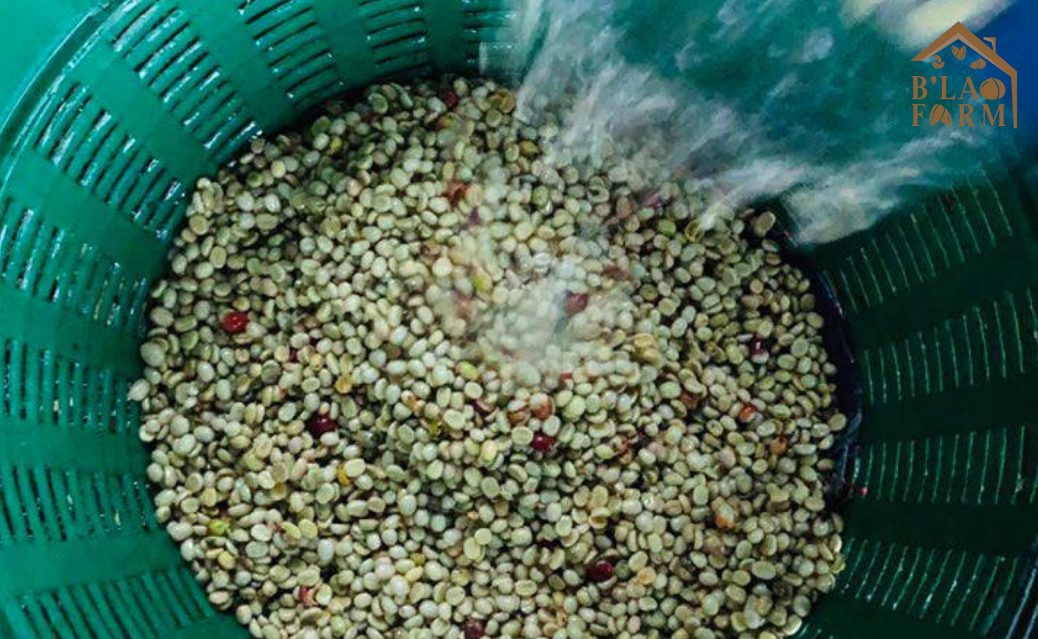 cà phê nguyên chất blend b lao farm 70% cà phê robusta 30% cà phê arabica 3