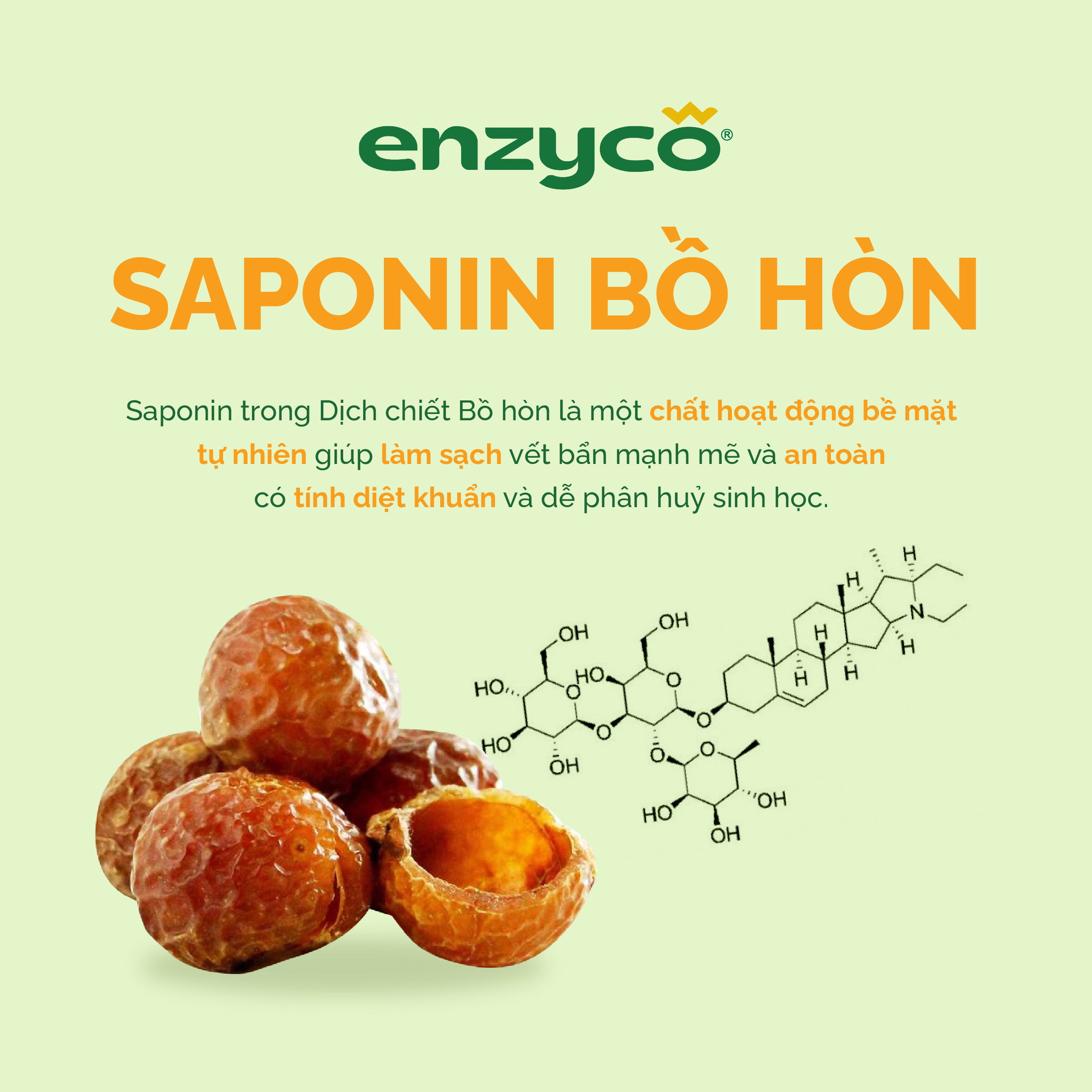 Saponin Bồ Hòn