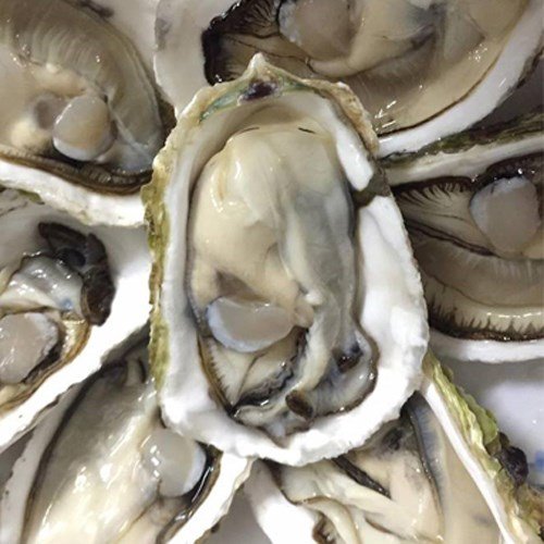 Hàu Sữa Pháp Sống (20 Con)