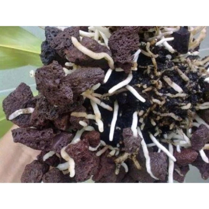 Đá nham thạch cho bể cá 1.2KG cao cấp, vật liệu lọc nước hồ thủy sinh, trang trí bể cá cảnh, trồng lan