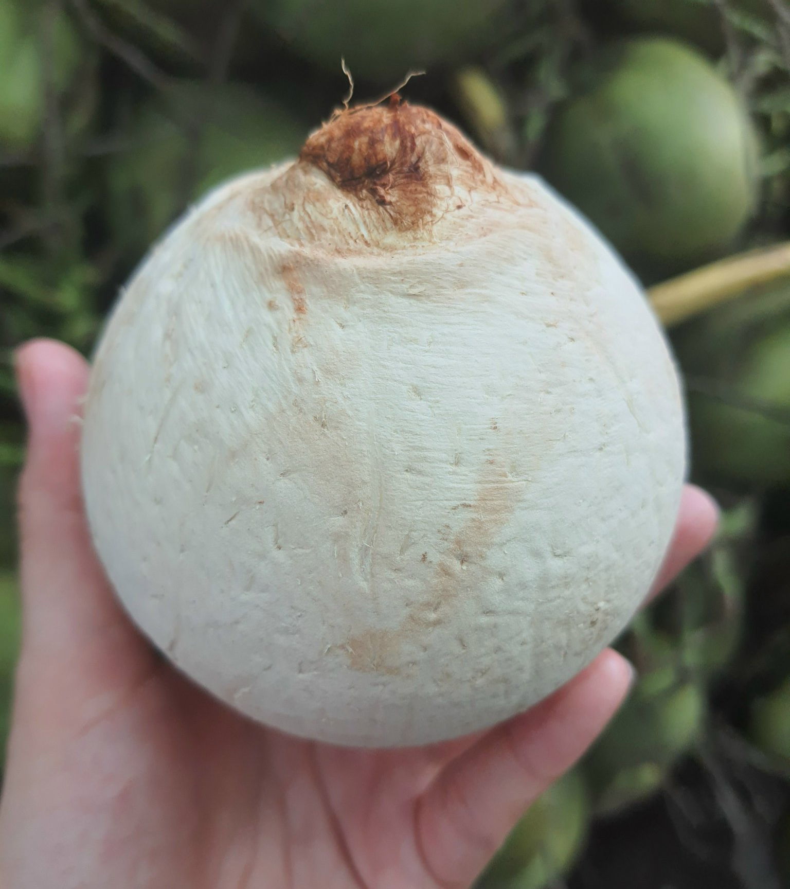 Combo 10 trái dừa xiêm gọt trọc mini