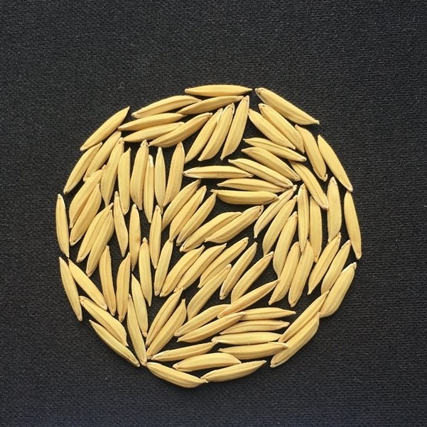 Hạt lúa giống gạo thơm Lộc Trời 28