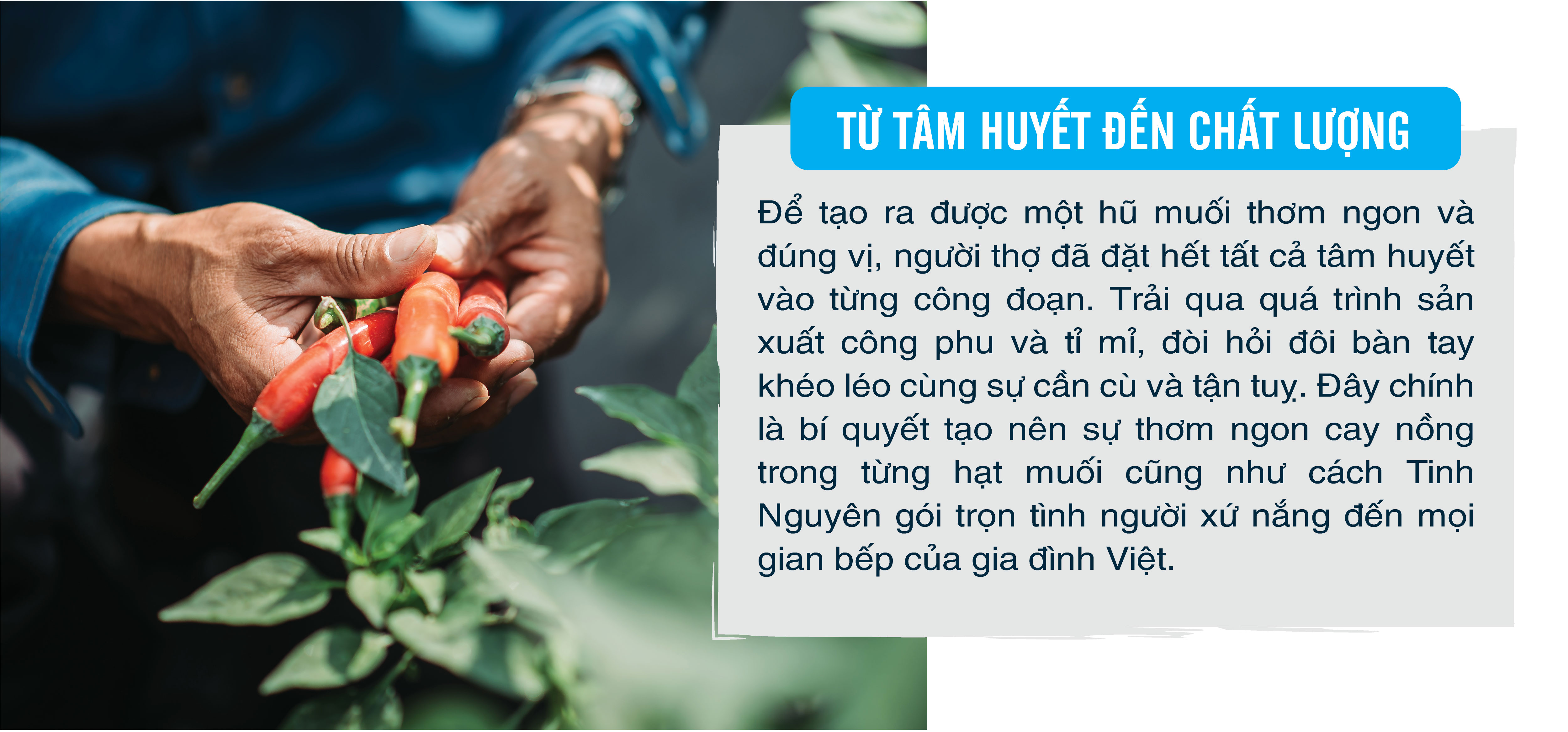 Muối Tôm Chua Cay Tây Ninh Tinh Nguyên 2