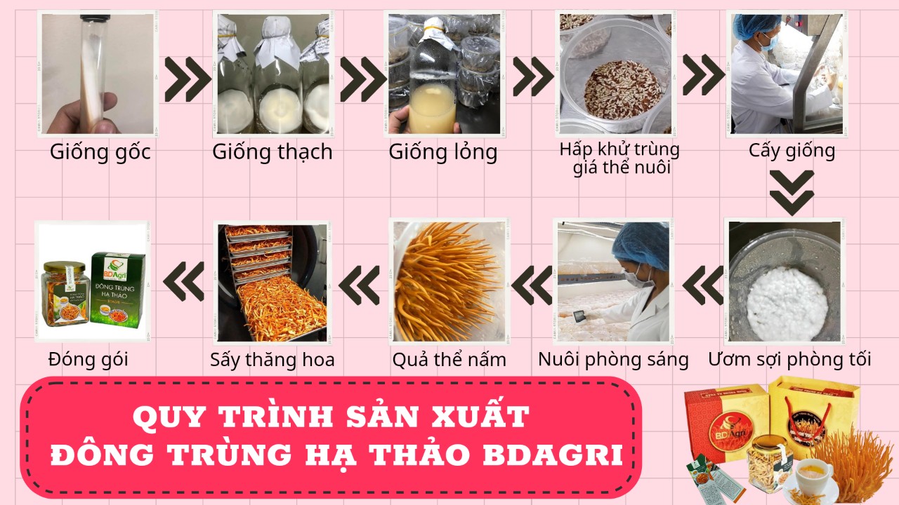 quà tặng cao cấp hộp gỗ đông trùng hạ thảo bdagri loại 3 hộp đông trùng thượng hạng 5