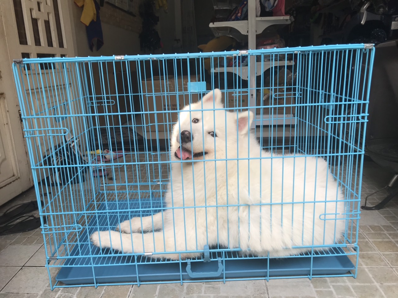 chuồng cho chó alaska