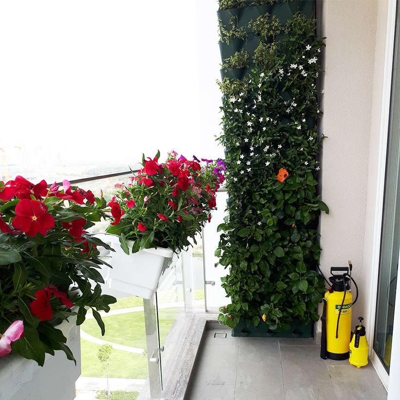 Cây Ban Công Đứng Minigarden