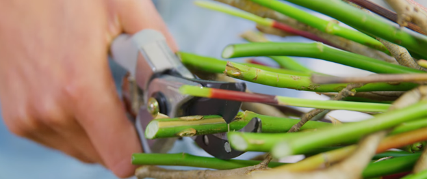 Cách cắm hoa lâu tàn