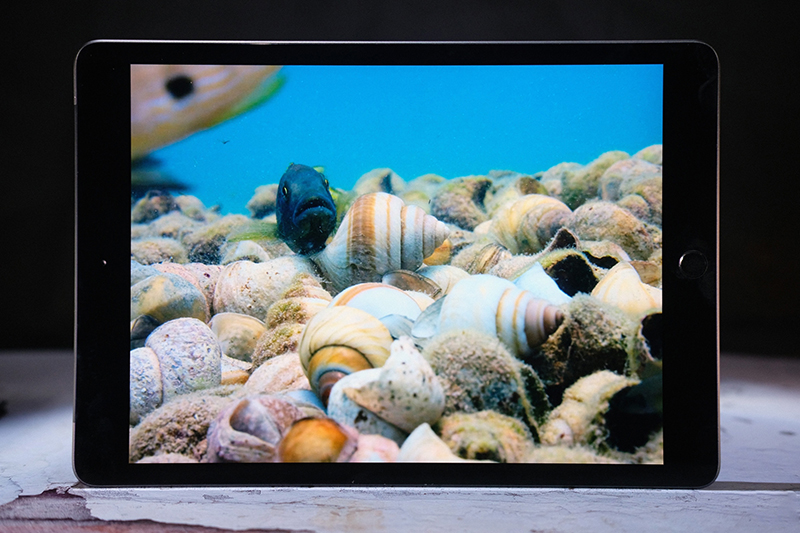 iPad 10.2 Inch WiFi/Cellular 128GB New 2019 - Hàng  Chính Hãng