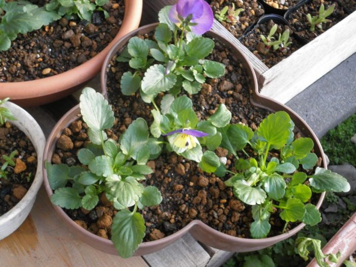 Bộ tháp trồng rau sạch tiện lợi 3 cánh Yamada 4 in 1 hàng Made in Japan 