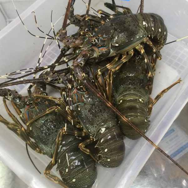 Tôm Hùm Baby Sống (1 Con 350g)