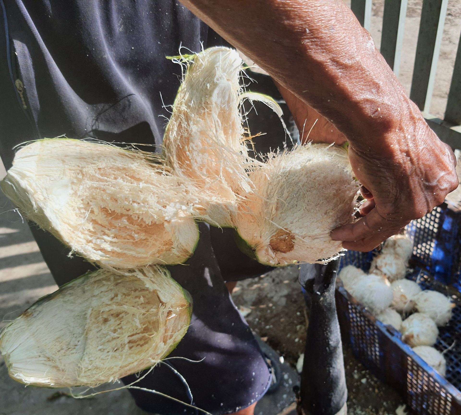 Combo 10 trái dừa xiêm gọt trọc mini